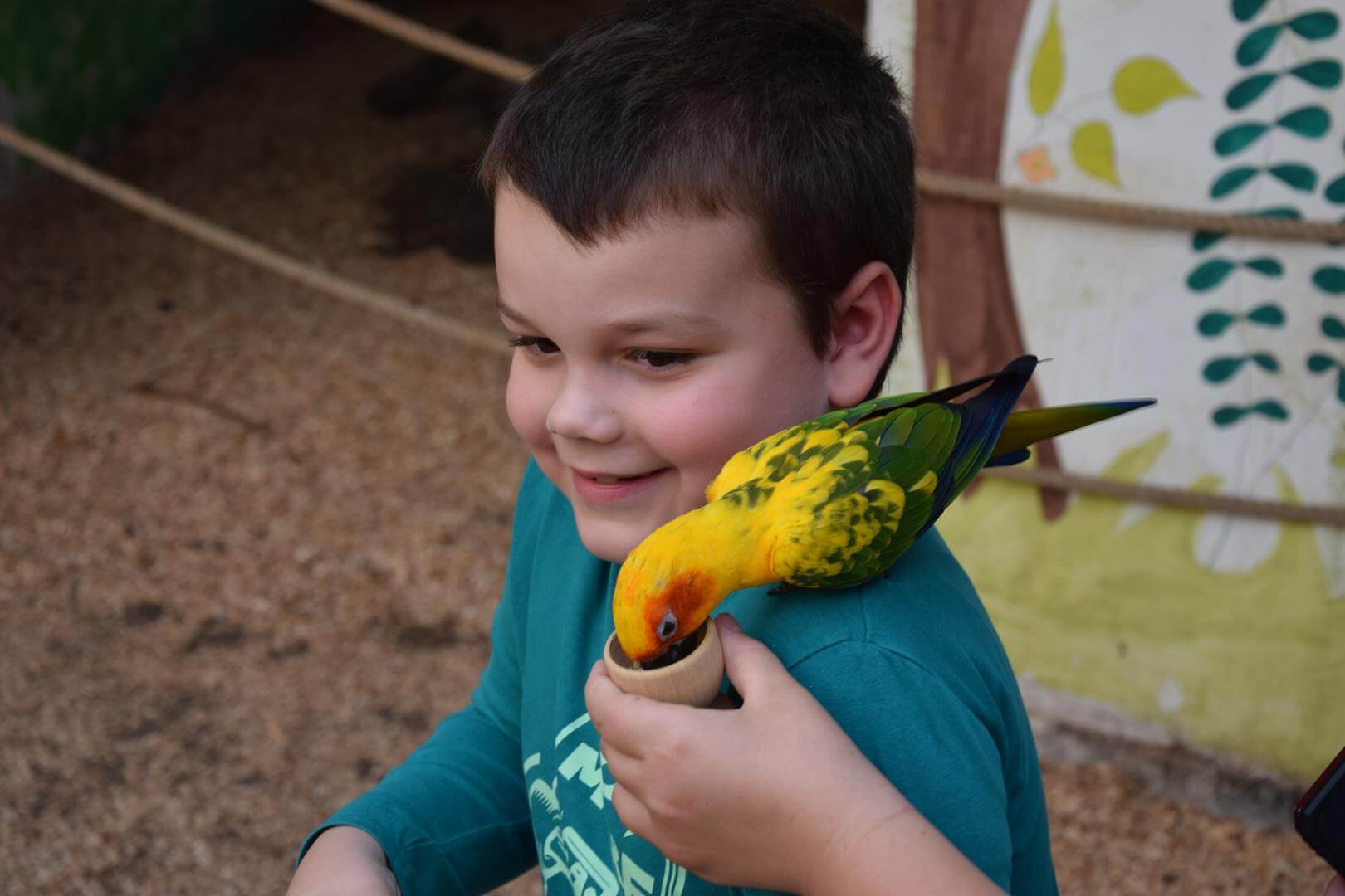 Zdjęcie przedstawiające chłopca z papugą na ramieniu